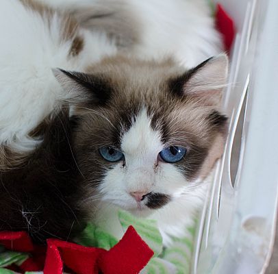 ragdoll rescue sc