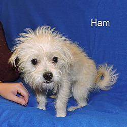 Thumbnail photo of Ham #4