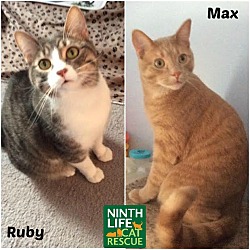 Thumbnail photo of Max & Ruby #1