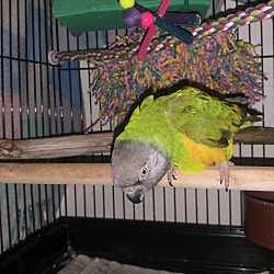 Thumbnail photo of Miss Ducky The Senegal Parrot #4
