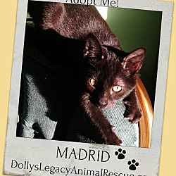 Thumbnail photo of MADRID #1