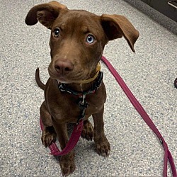 Photo of Chili Bean