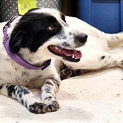 Thumbnail photo of Wilma~adopted! #2