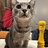 adopt a pet