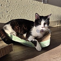 adopt a pet