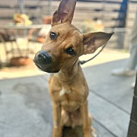 adopt a pet