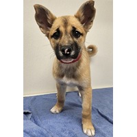 adopt-pet