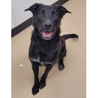 adopt-pet