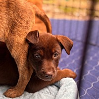 adopt a pet