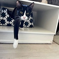 adopt a pet