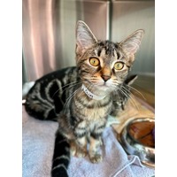 adopt-pet