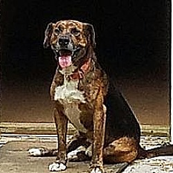 Thumbnail photo of Buckshot(40 lb) Best Dog Ever! #1