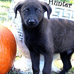 Thumbnail photo of Hunter~adopted! #4