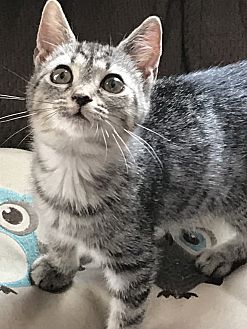 Adopt A Pet Petsmart Charities