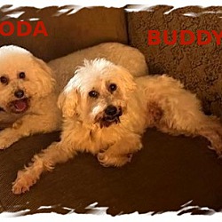 Thumbnail photo of Adopted!!Koda and Buddy - W.FL #2