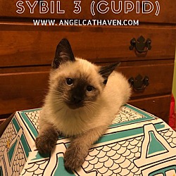 Thumbnail photo of Sybil 3 (Cupid) #1