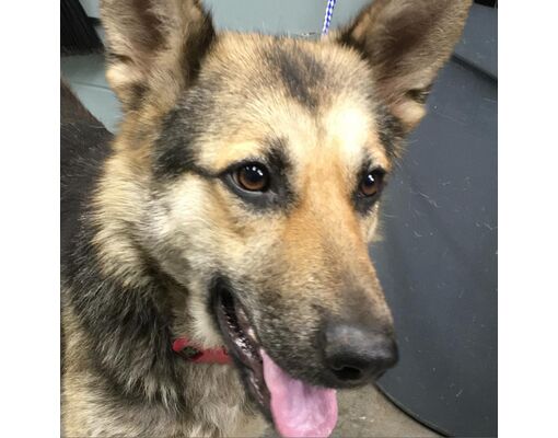 Greenville, SC - German Shepherd Dog/Mixed Breed (Medium). Meet Pixie ...