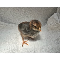 Photo of CHICK 6