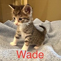 Photo of Wade