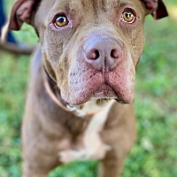 adopt-pet
