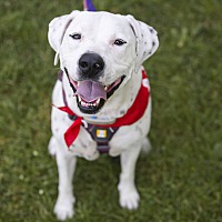 adopt-pet