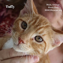 Thumbnail photo of Tuffy #1