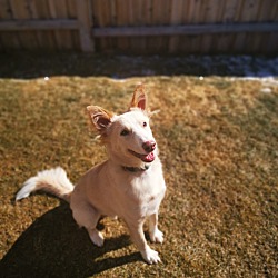 Thumbnail photo of Henwen-Indian Pariah Dog #1