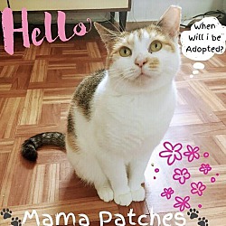Photo of Patches Aka Mama Patches