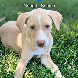 Thumbnail photo of Goog L. Search #2