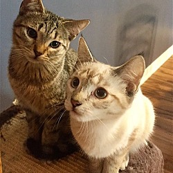 Thumbnail photo of Latte NOW Samantha (+ Gulliver) Adopted April 2017 #2