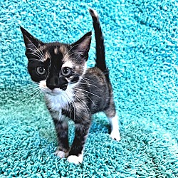 Photo of Nebula