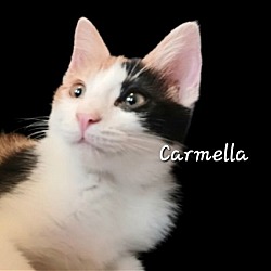 Photo of Carmella #calico-lap-cat