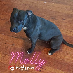 Photo of Molly (Courtesy Post)