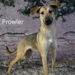 Photo of Prowler