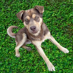 Thumbnail photo of Sherlock - Super Friendly and Smart! Likes Cats, Dogs, and People! Adopt $50! #2