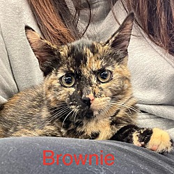 Thumbnail photo of Brownie #2