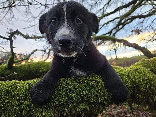 Silverton, Or - Shepherd (unknown Type) Collie. Meet Juno A Pet For 