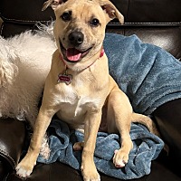 adopt a pet
