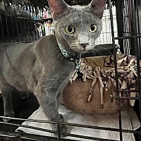 adopt a pet