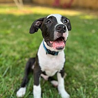 adopt a pet