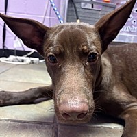 adopt a pet