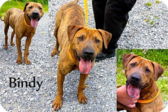 mountain cur redbone mix