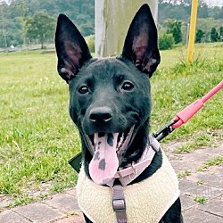 Photo of Belle (Taiwan FMD mixed)