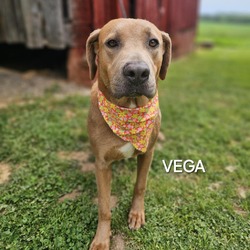 Thumbnail photo of Vega #2