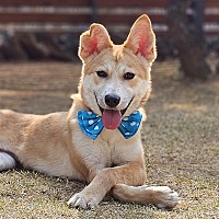 adopt a pet