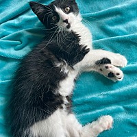 adopt a pet