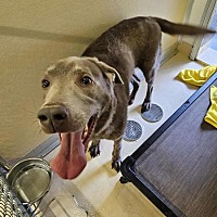 adopt a pet