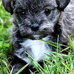 Thumbnail photo of CRISSY(PRECIOUS SCHNOODLE PUP! #2