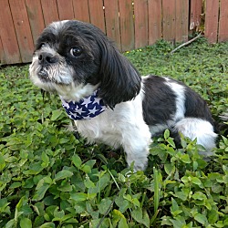 Oreo shih hot sale tzu