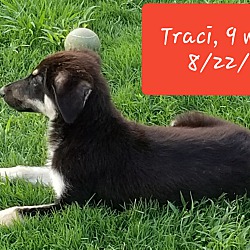 Thumbnail photo of Traci ❤ ADOPTED! #4